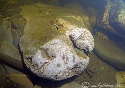 Strange beast or rock formation?
River Lune, Cumbria.
D... by Mark Thomas 